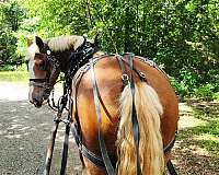 palomino-blaze-face-horse