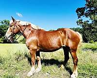 belgian-horse