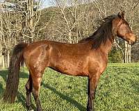 tennessee-walking-horse-for-sale