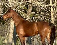 tennessee-walking-mare