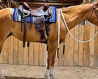 red-dun-appaloosa-mare