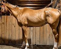 pleasure-appaloosa-horse