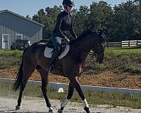 all-around-thoroughbred-horse
