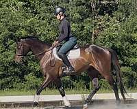 athletic-thoroughbred-horse