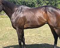 barrel-thoroughbred-horse