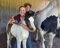 kid-safe-gypsy-vanner-horse