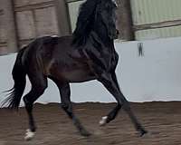 hanoverian-filly