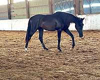 hanoverian-horse-for-sale