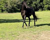 hanoverian-warmblood-mare-broodmare