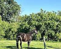 warmblood-mare