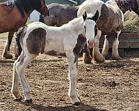 gypsy-vanner-colt