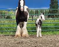 gypsy-vanner-horse-for-sale