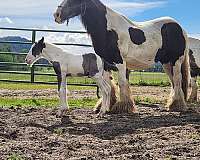 gypsy-vanner-horse