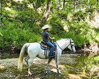 playday-trail-arabian-quarter-horse