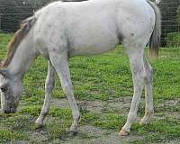 bay-spots-over-body-horse