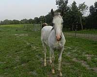 spots-over-body-horse