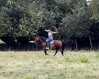 cowboy-mounted-shooting-anglo-arabian-horse