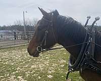 driving-anglo-arabian-horse