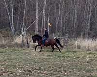 pleasure-driving-anglo-arabian-horse