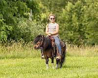 bay-spotted-pony