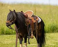 bay-pony-gelding