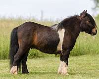 youth-pony