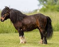 bay-lesson-pony