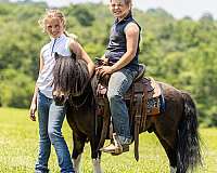 western-riding-pony