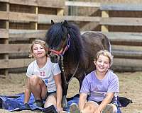 bay-beginner-pony