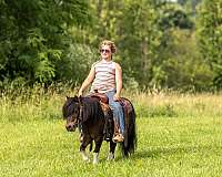 bay-kid-safe-pony