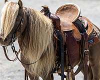 kid-safe-pony