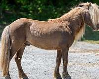 trail-riding-pony