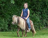 western-riding-pony