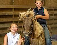 harness-pony