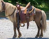 chocolate-beginner-pony