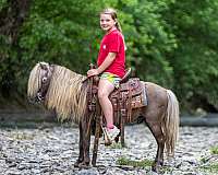 chocolate-pony-gelding
