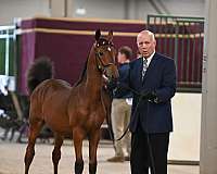 star-dark-eyes-both-hind-fetlocks-median-cowlick-at-eye-level-below-horse