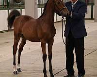 bay-star-dark-eyes-both-hind-fetlocks-median-cowlick-at-eye-level-below-horse