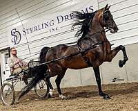 and-loads-morgan-horse