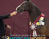snip-extending-over-right-nostril-dark-spot-above-eyes-horse