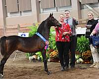 bay-snip-extending-over-right-nostril-dark-spot-above-eyes-horse
