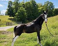 spotted-saddle-colt