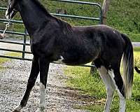 sweet-disposition-spotted-saddle-horse