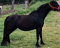 black-amhr-aspc-colt-mare