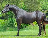 amhr-aspc-colt-mare