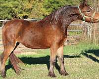 bay-sabino-miniature-colt-mare