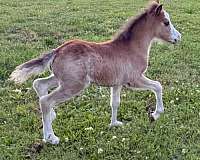 bay-sabino-pony-colt-mare