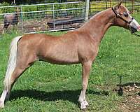 show-triple-registered-miniature-pony