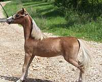 show-triple-registered-pony