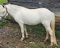 miniature-colt